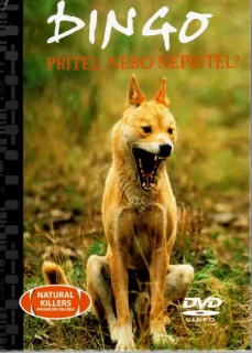 Dingo - přítel, nebo nepřítel ? - DVD + brožura /bazarové zboží/